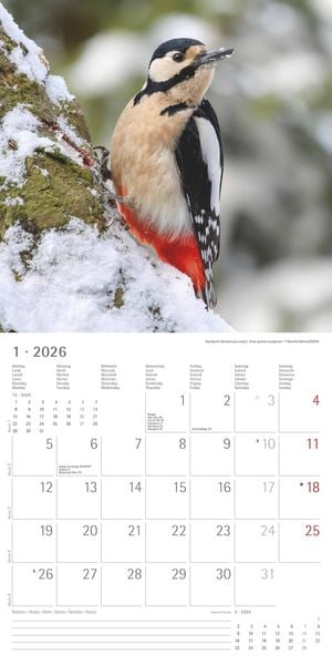 Produktbild: Einheimische Vögel 2026 - Broschürenkalender 30x30 cm (30x60 geöffnet) - Kalender mit Platz für Notizen - Birds - Bildkalender - Wandkalender - Vogelk