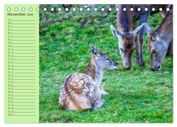 Produktbild: Wir sind die Stars im Wald (Tischkalender 2026 DIN A5 quer), CALVENDO Monatskalender