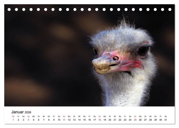 Produktbild: S&uuml;dafrika - Eine beeindruckende Tierwelt (Tischkalender 2026 DIN A5 quer), CALVENDO Monatskalender