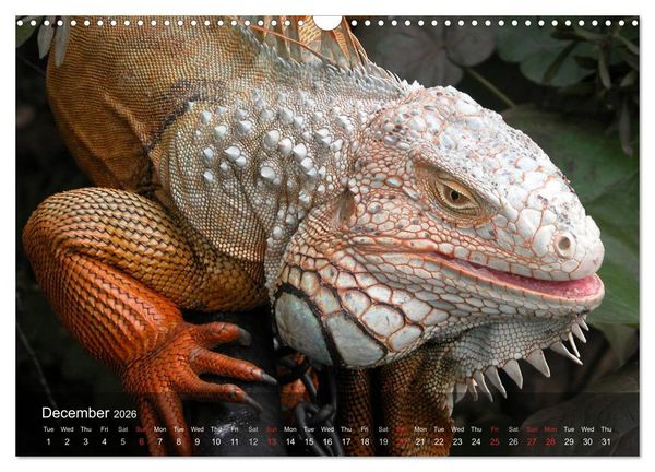 Produktbild: Reptiles Colorful beauties (Wall Calendar 2026 DIN A3 landscape), CALVENDO 12 Month Wall Calendar