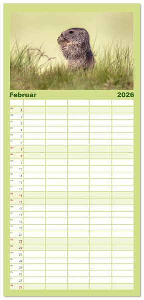 Produktbild: Familienplaner 2026 - Tiere der Alpen - Murmeltier-Kinder mit 5 Spalten (Wandkalender, 21 x 45 cm) CALVENDO