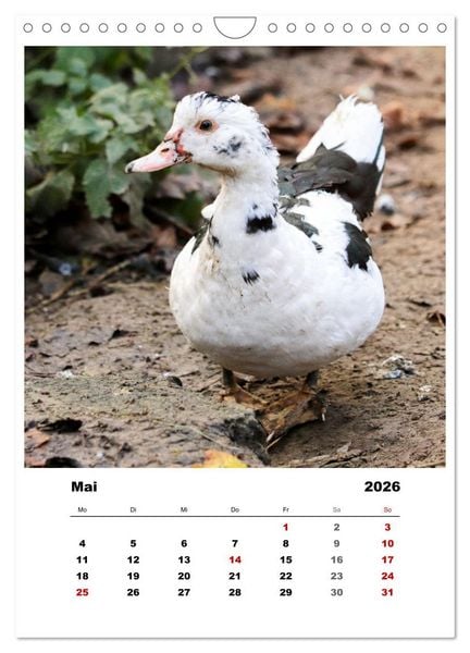 Produktbild: Bauernhoftiere, ganz nah dran (Wandkalender 2026 DIN A4 hoch), CALVENDO Monatskalender