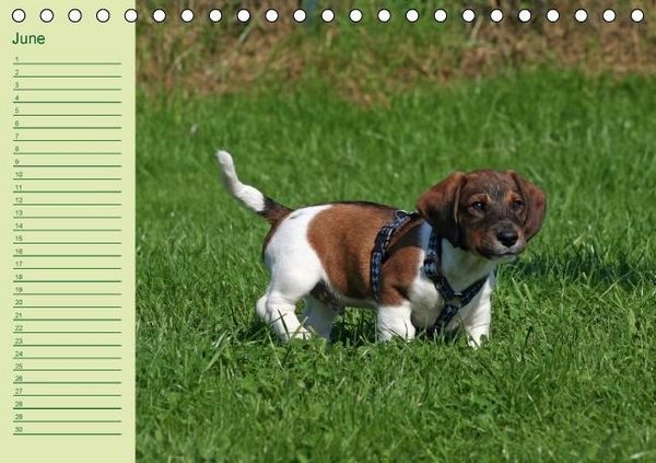 Produktbild: Puppies Birthday Calendar / UK-Version (Table Calendar perpetual DIN A5 Landscape)