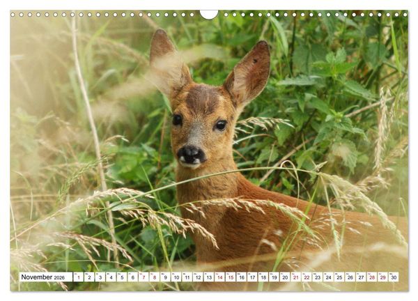 Produktbild: Anmut mit sanften Augen - Rehwild in der freien Natur (Wandkalender 2026 DIN A3 quer), CALVENDO Monatskalender