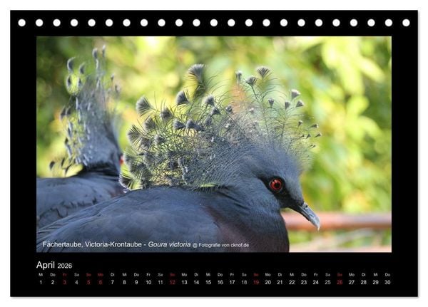Produktbild: Wildtiere (Tischkalender 2026 DIN A5 quer), CALVENDO Monatskalender