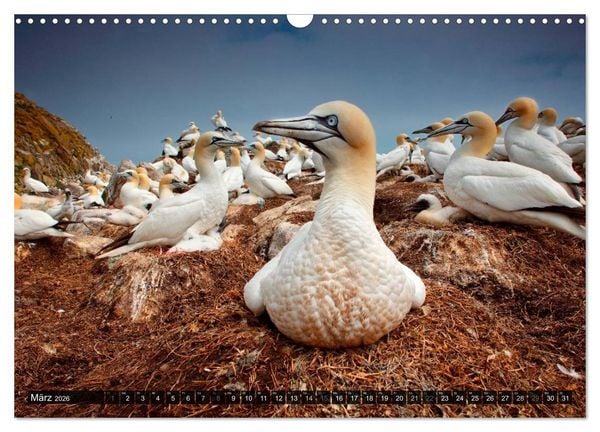Produktbild: V&Ouml;GEL (Wandkalender 2026 DIN A3 quer), CALVENDO Monatskalender
