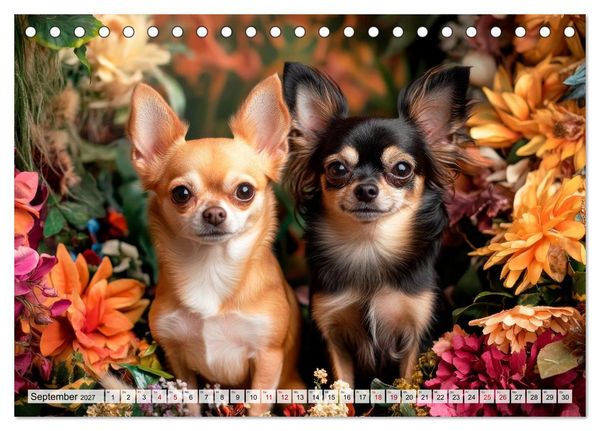 Produktbild: Niedliche Chihuahuas (Tischkalender 2027 DIN A5 quer), CALVENDO Monatskalender