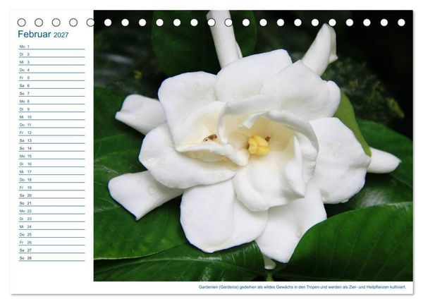 Produktbild: S&uuml;dsee-Insel Mo'orea (Tischkalender 2027 DIN A5 quer), CALVENDO Monatskalender