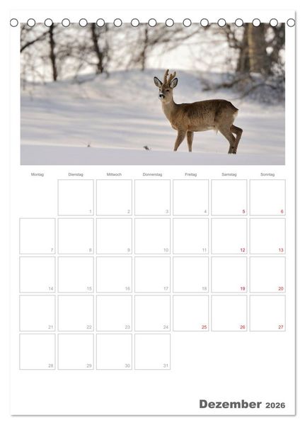 Produktbild: Rehe & Co / Planer (Tischkalender 2026 DIN A5 hoch), CALVENDO Monatskalender