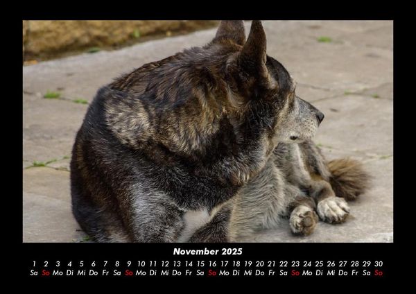 Produktbild: Der Hundekalender 2025 Fotokalender DIN A3