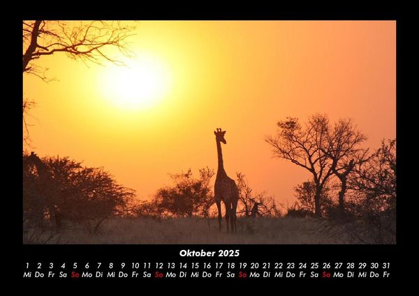 Produktbild: Giraffen 2025 Fotokalender DIN A3