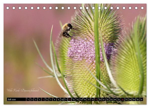 Produktbild: Zierbilder der Natur BLUMEN (Tischkalender 2026 DIN A5 quer), CALVENDO Monatskalender