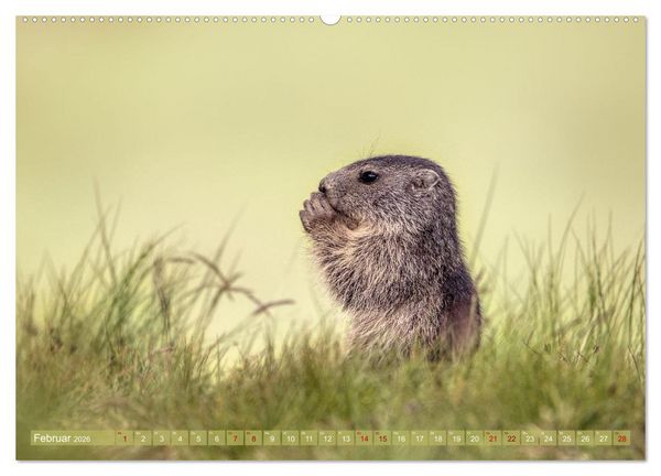 Produktbild: Tiere der Alpen - Murmeltier-Kinder (Wandkalender 2026 DIN A2 quer), CALVENDO Monatskalender