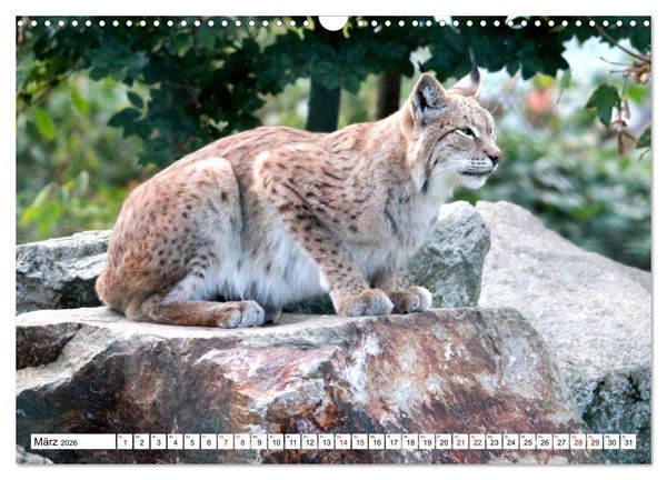 Produktbild: Familie Luchs - Die J&auml;ger mit dem Pinselohr (Wandkalender 2026 DIN A3 quer), CALVENDO Monatskalender