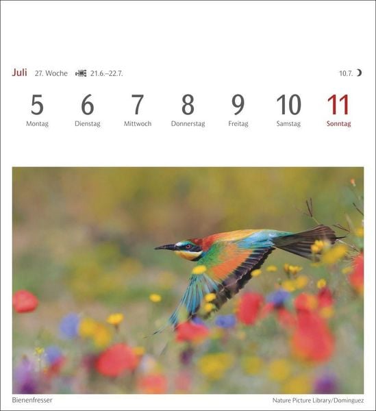 Produktbild: Heimische V&ouml;gel Postkartenkalender 2027 - Wochenkalender mit 53 Postkarten