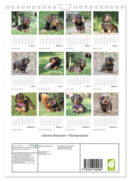 Produktbild: Geliebte Rabauken - Rauhaardackel (Wandkalender 2026 DIN A4 hoch), CALVENDO Monatskalender