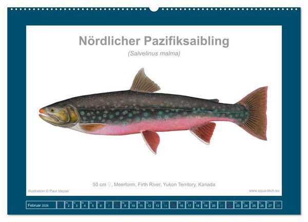 Produktbild: Fisch als Kunst 2026: Amerikanische Saiblinge (Wandkalender 2026 DIN A2 quer), CALVENDO Monatskalender