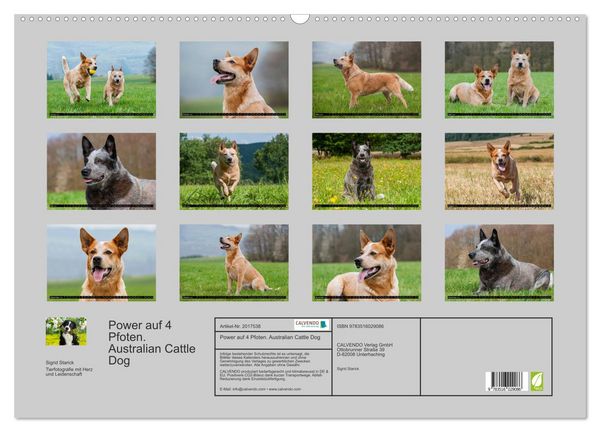 Produktbild: Power auf 4 Pfoten. Australian Cattle Dog (Wandkalender 2026 DIN A2 quer), CALVENDO Monatskalender