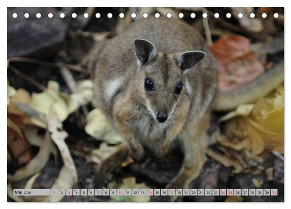 Produktbild: K&auml;ngururs und Wallabys (Tischkalender 2026 DIN A5 quer), CALVENDO Monatskalender