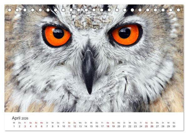 Produktbild: GREIFVOGEL- UND EULENPORTR&Auml;TS (Tischkalender 2026 DIN A5 quer), CALVENDO Monatskalender