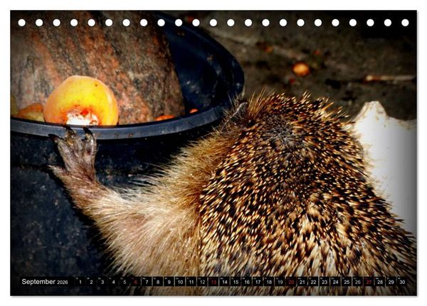 Produktbild: Meine Igel (Tischkalender 2026 DIN A5 quer), CALVENDO Monatskalender