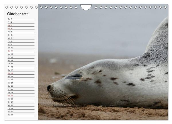 Produktbild: Seehunde und Otter. Putzige Gesellen, perfekte Schwimmer (Wandkalender 2026 DIN A4 quer), CALVENDO Monatskalender