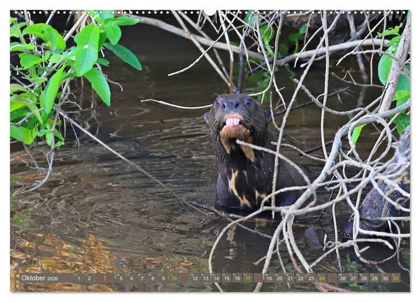 Produktbild: Riesenotter - Flussw&ouml;lfe im Pantanal (Wandkalender 2026 DIN A2 quer), CALVENDO Monatskalender