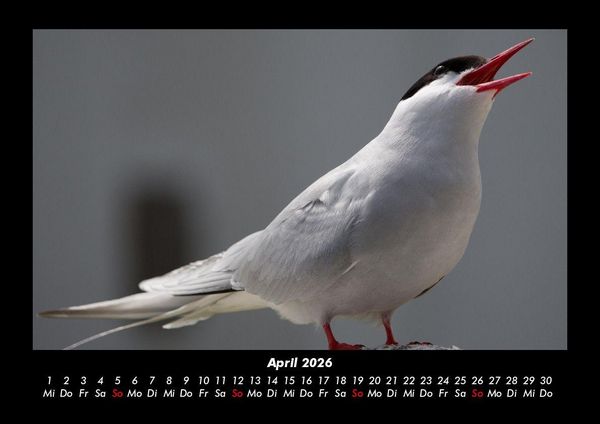 Produktbild: Welt der V&ouml;gel 2026 Fotokalender DIN A3