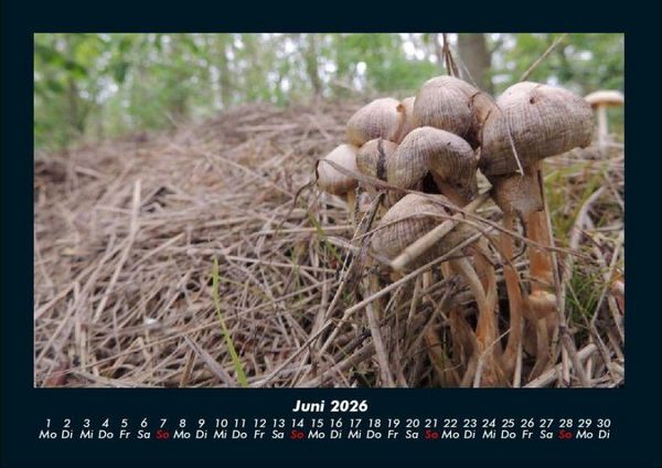 Produktbild: Pilzkalender 2026 Fotokalender DIN A4