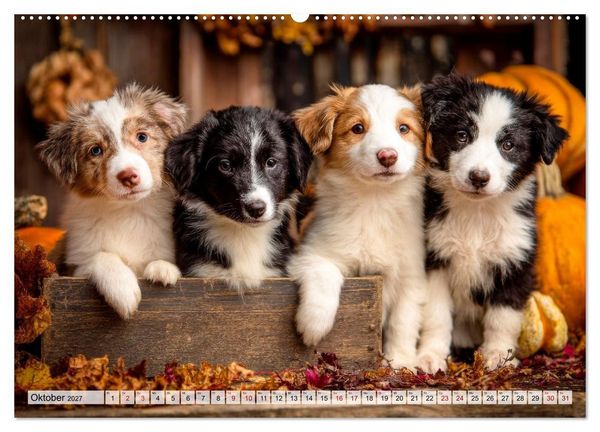 Produktbild: Border Collie - Magische Augenblicke (hochwertiger Premium Wandkalender 2027 DIN A2 quer), Kunstdruck in Hochglanz
