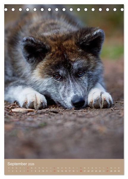Produktbild: Hundekinder (Tischkalender 2026 DIN A5 hoch), CALVENDO Monatskalender