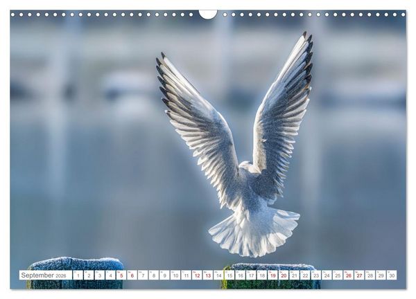 Produktbild: Aerorobaten - M&ouml;wen im Flug (Wandkalender 2026 DIN A3 quer), CALVENDO Monatskalender