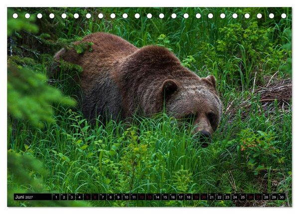 Produktbild: Grizzlys und Geisterb&auml;ren - Glendale Cove, Kanada (Tischkalender 2027 DIN A5 quer), CALVENDO Monatskalender