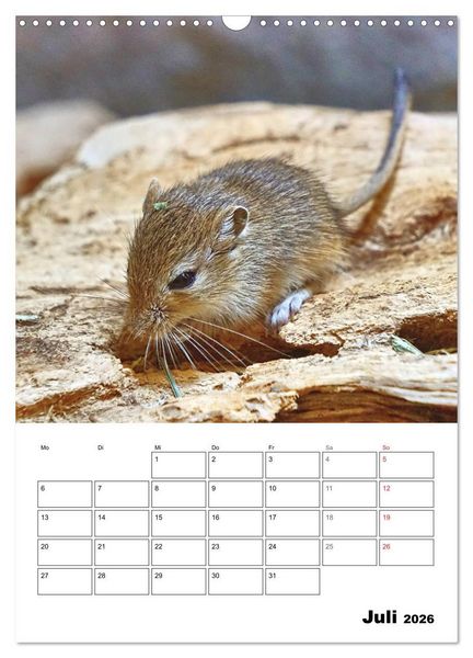 Produktbild: Mongolische Rennm&auml;use (Wandkalender 2026 DIN A3 hoch), CALVENDO Monatskalender