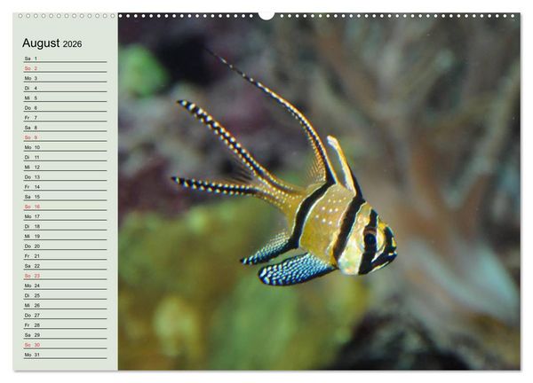 Produktbild: Knallbunte Wasserwelt. Die Welt der Fische (Wandkalender 2026 DIN A2 quer), CALVENDO Monatskalender