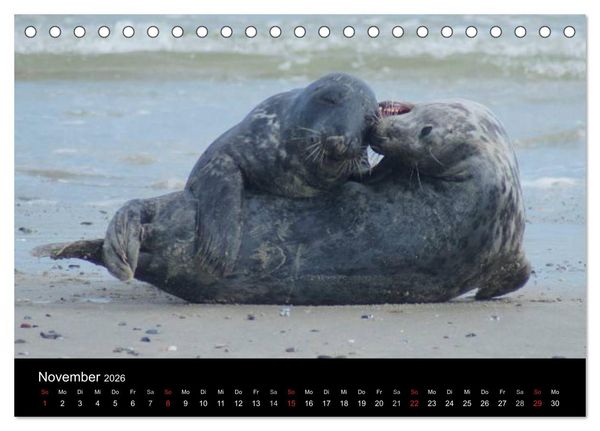 Produktbild: Verspielte Robben (Tischkalender 2026 DIN A5 quer), CALVENDO Monatskalender