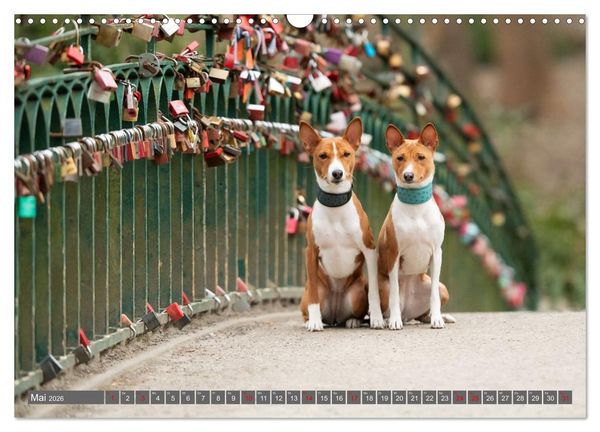 Produktbild: Eine Reise in die Welt der Basenjis (Wandkalender 2026 DIN A3 quer), CALVENDO Monatskalender