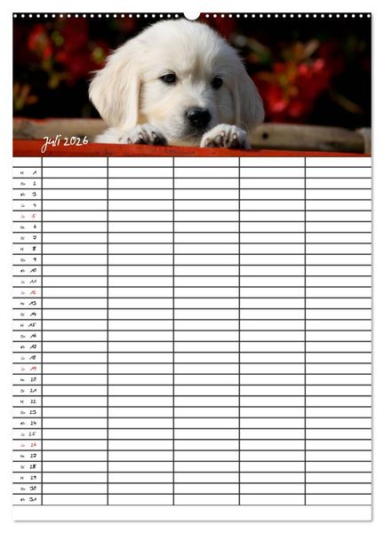 Produktbild: Familienplaner: Golden Retriever Welpen (Wandkalender 2026 DIN A2 hoch), CALVENDO Monatskalender
