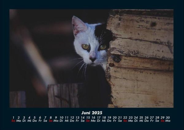 Produktbild: F&uuml;r Katzenfreunde 2025 Fotokalender DIN A4