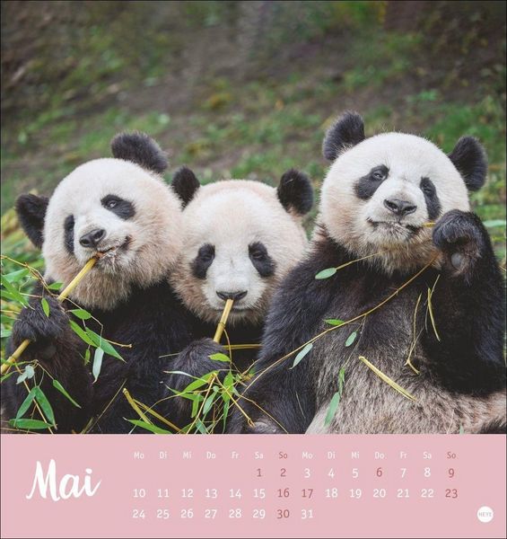 Produktbild: B&auml;renstark Postkartenkalender 2027