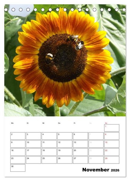 Produktbild: Strahlende Sonnenblumen (Tischkalender 2026 DIN A5 hoch), CALVENDO Monatskalender