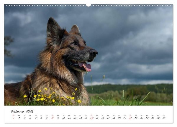 Produktbild: Zauberhafte Langhaar Sch&auml;ferhunde (hochwertiger Premium Wandkalender 2026 DIN A2 quer), Kunstdruck in Hochglanz