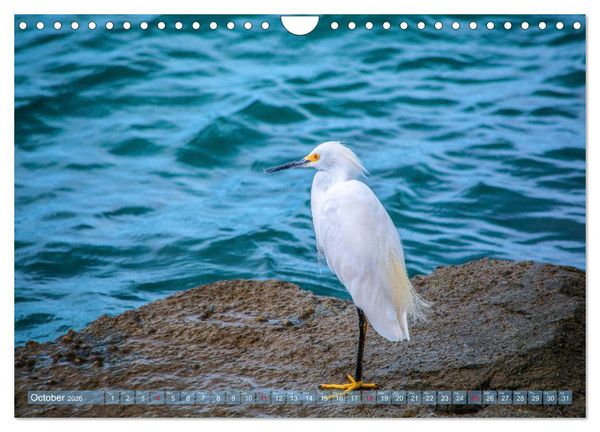 Produktbild: Florida &ndash; sunny beaches and mysterious swamps (Wall Calendar 2026 DIN A4 landscape), CALVENDO 12 Month Wall Calendar