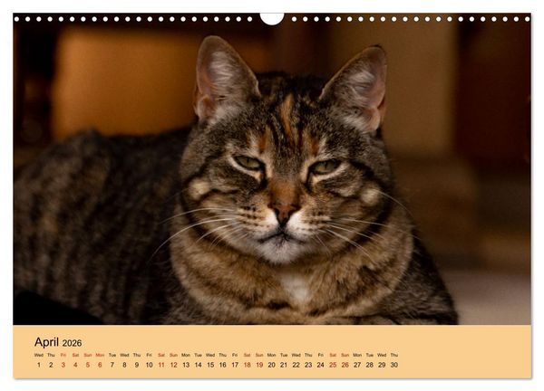 Produktbild: Our farm animals (Wall Calendar 2026 DIN A3 landscape), CALVENDO 12 Month Wall Calendar
