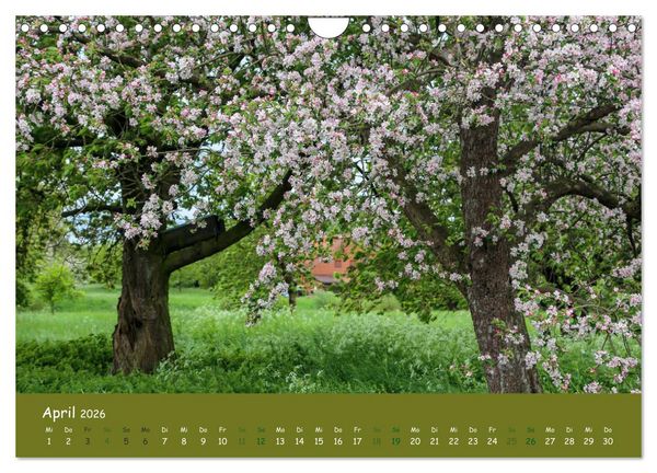 Produktbild: Steink&auml;uze (Athene noctua) (Wandkalender 2026 DIN A4 quer), CALVENDO Monatskalender