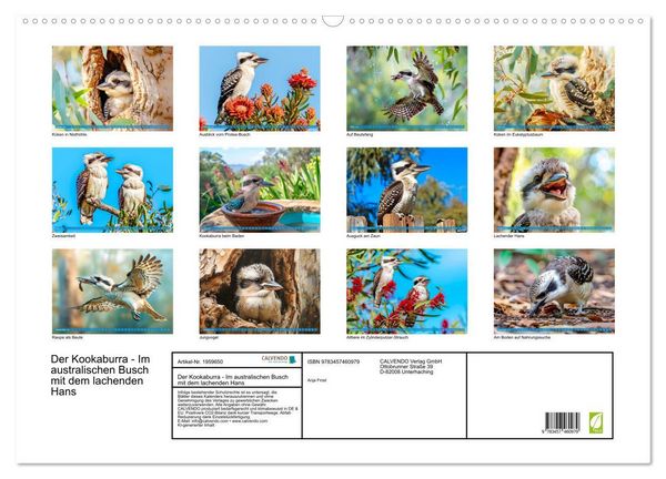 Produktbild: Der Kookaburra - Im australischen Busch mit dem lachenden Hans (Wandkalender 2026 DIN A2 quer), CALVENDO Monatskalender