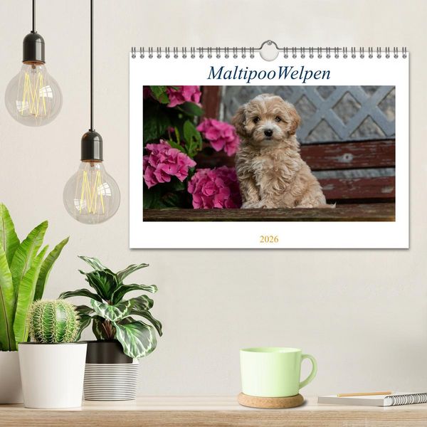 Produktbild: Maltipoo Welpen (Wandkalender 2026 DIN A4 quer), CALVENDO Monatskalender