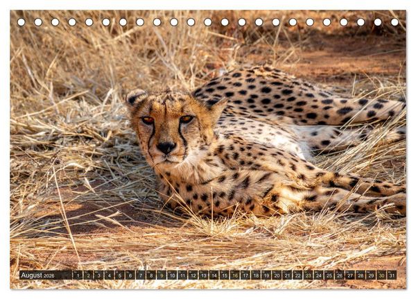 Produktbild: Zwischen Namib und Kalahari (Tischkalender 2026 DIN A5 quer), CALVENDO Monatskalender