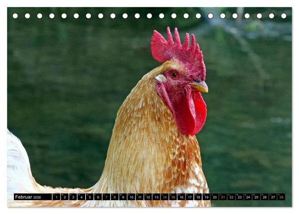 Produktbild: V&ouml;gel im Fokus - Ausdrucksstarke Vielfalt in der Vogelwelt (Tischkalender 2026 DIN A5 quer), CALVENDO Monatskalender