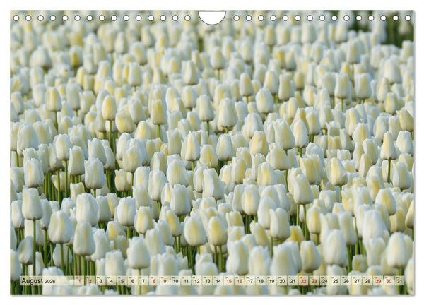 Produktbild: Tulpen - Hollands Stolz (Wandkalender 2026 DIN A4 quer), CALVENDO Monatskalender